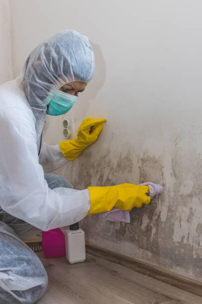 Best Forensic Mold Investigation  in Greensboro, MD
