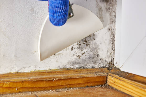 Best Air Quality Testing for Mold Spores  in Greensboro, MD